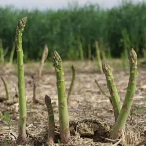 Asparagus 'Mary Washington'