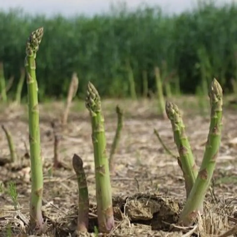 Asparagus 'Mary Washington'